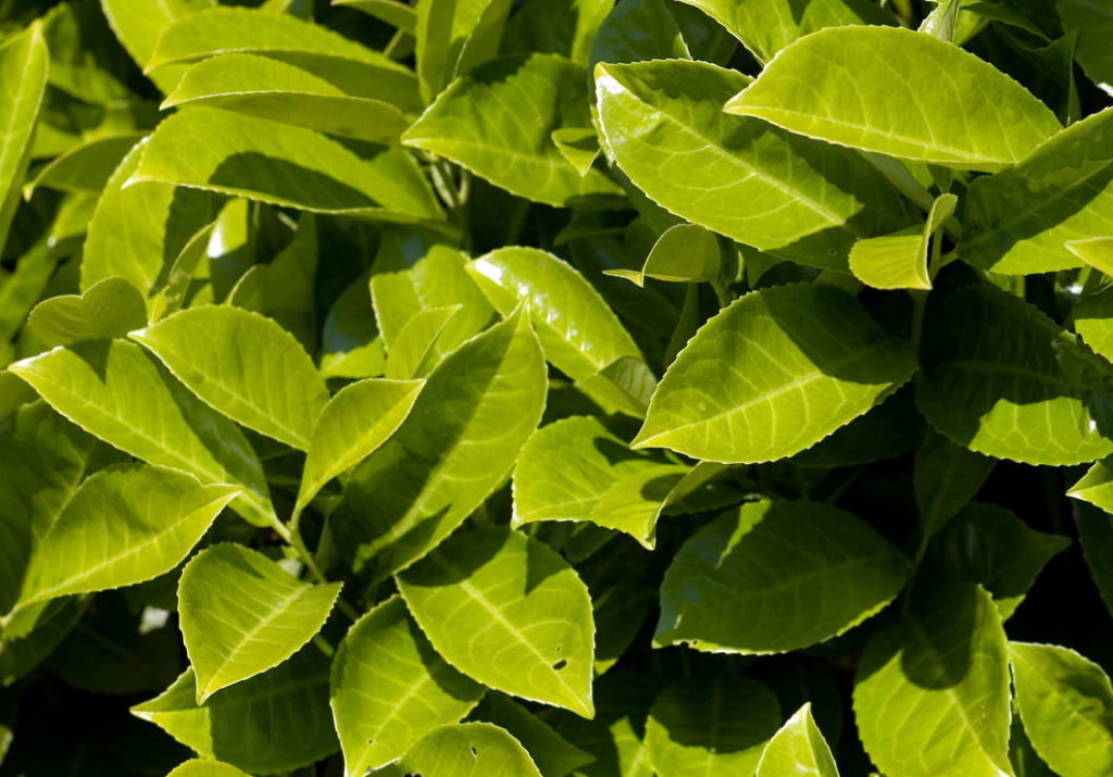 Novita laurierkers groene bladeren in de tuin
