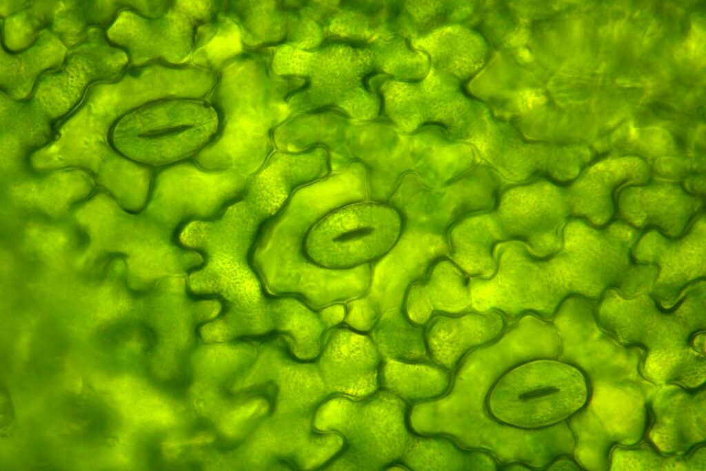 Stomata onder de microscoop