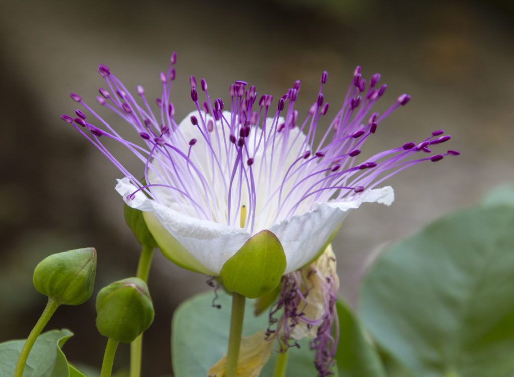 Bloemen van de kapperstruik in paars