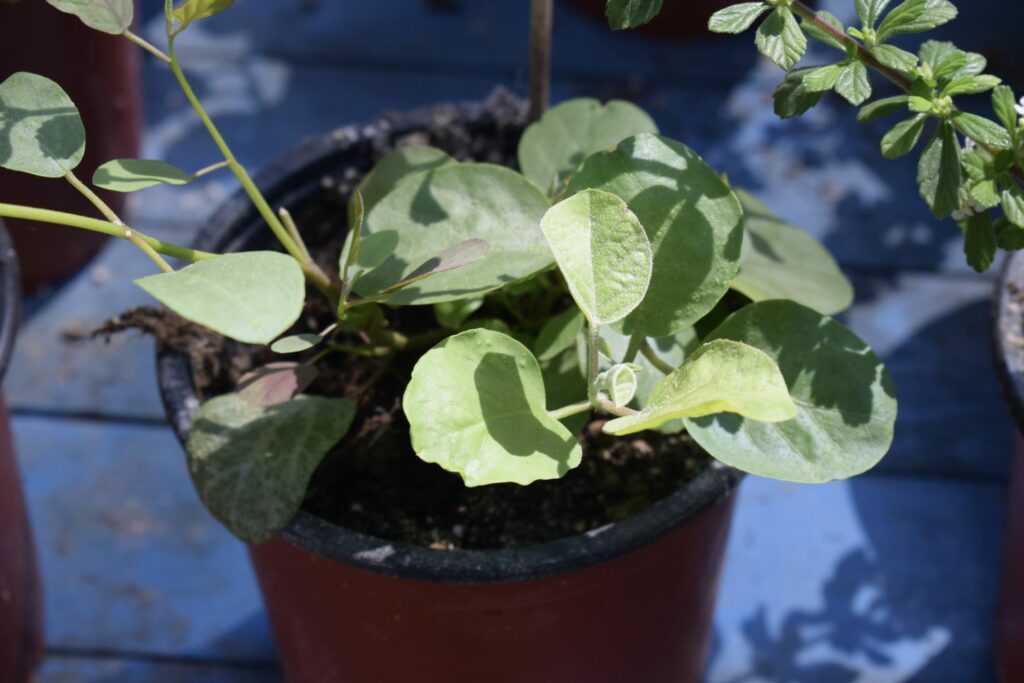 Caper jonge plant in pot