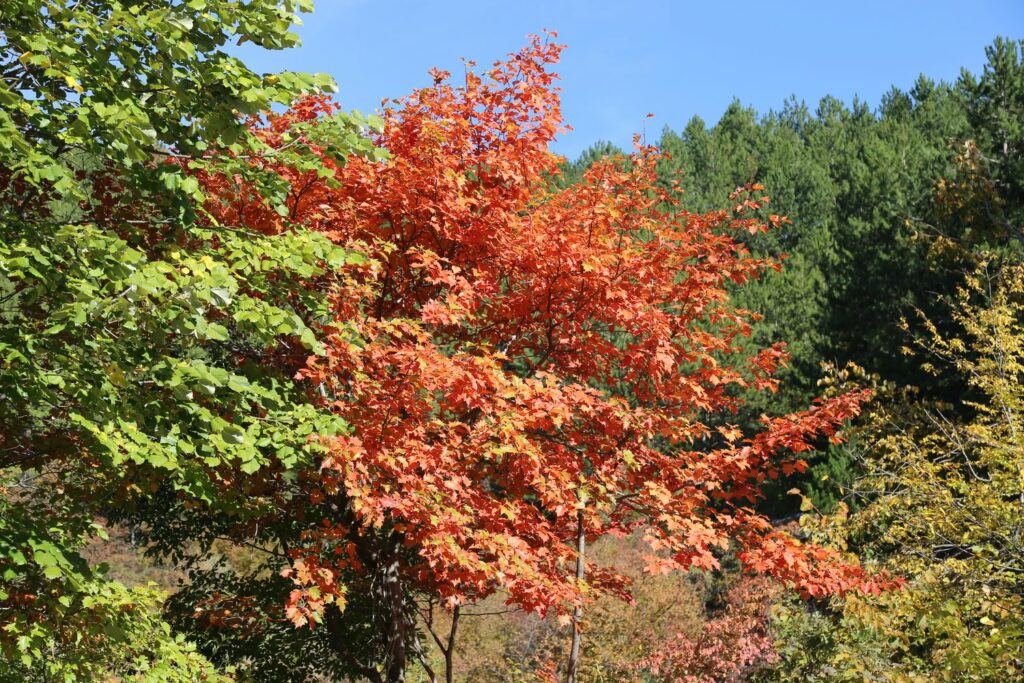 Wilde dienstboom met rode bladeren