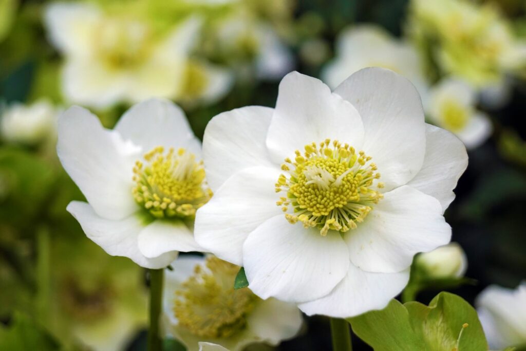 Witte kerstroos bloem