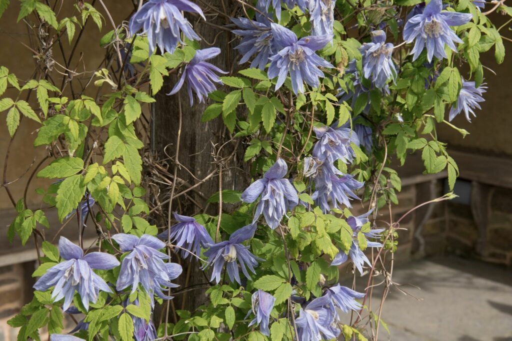Clematis