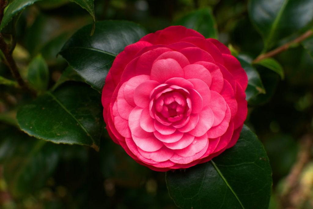 Camellia bloeiend