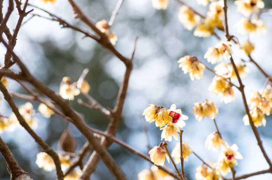 Bloeiende Chinese winterbloem