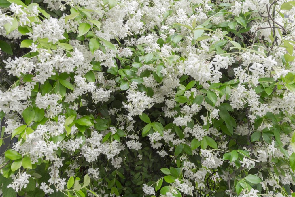Sterjasmijn met witte bloemen