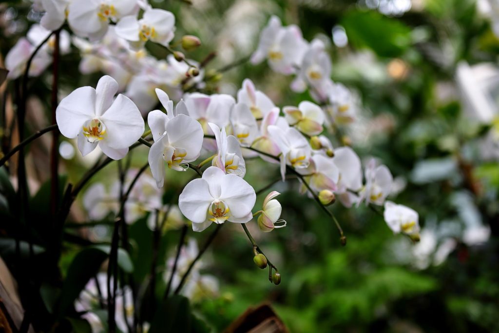 Orchideeën met witte bloemen