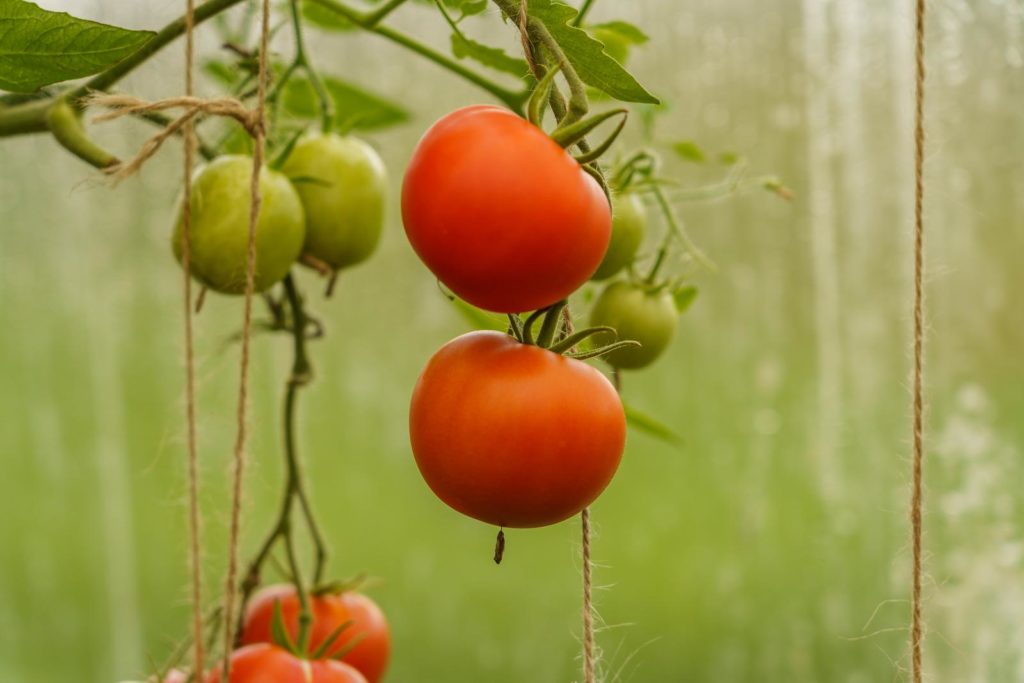 Tomatenplant met vruchten op vensterruit