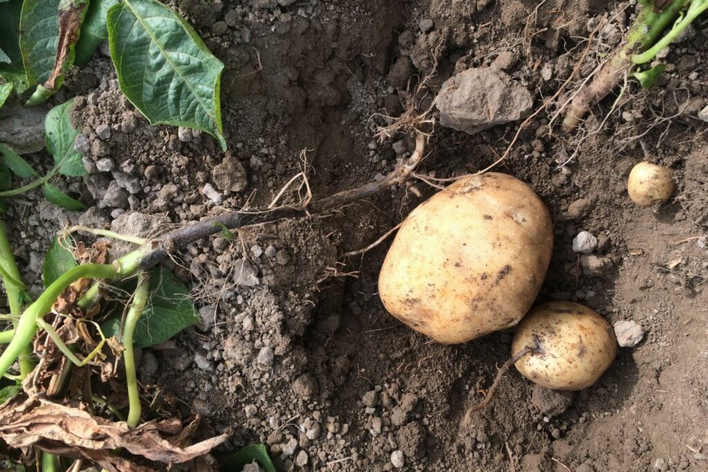 Aardappel met zwartbenigheid