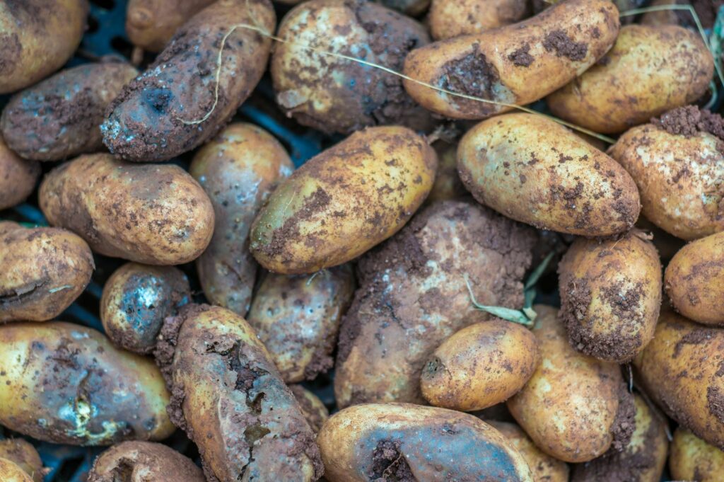 Geoogste aardappelen met bruinrot