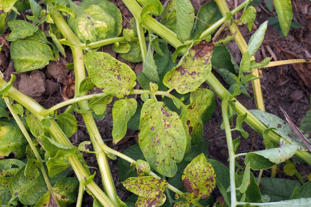 Aardappelplant met droogtevlekziekte