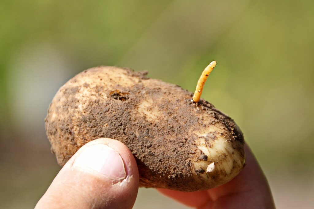 Voedersporen op aardappelen