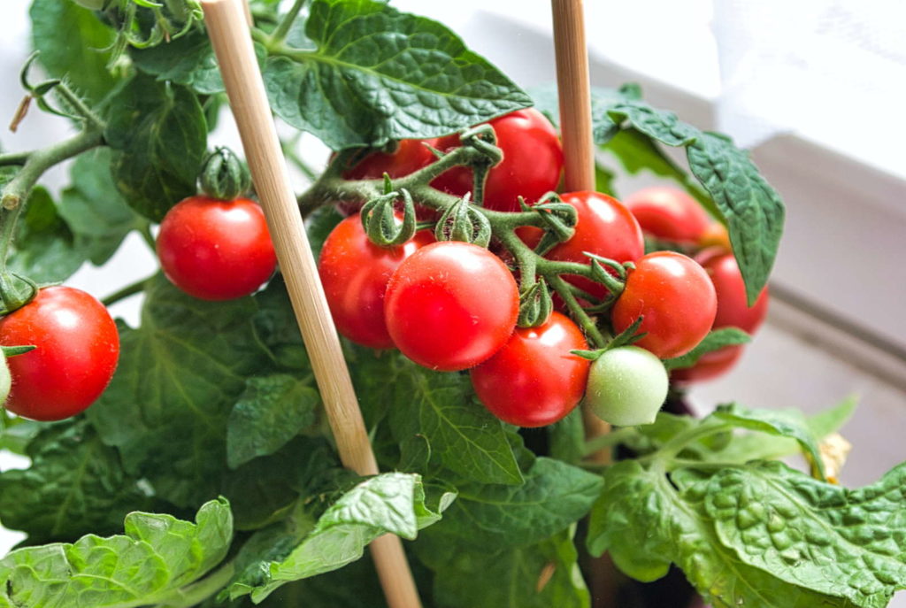 Tomatenplant met rode tomaten