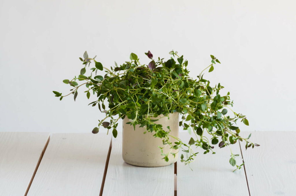 Oregano in een pot