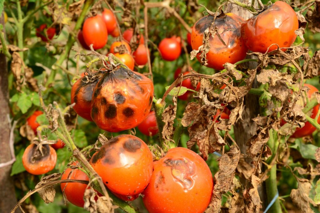 Tomaten met Phytophthora
