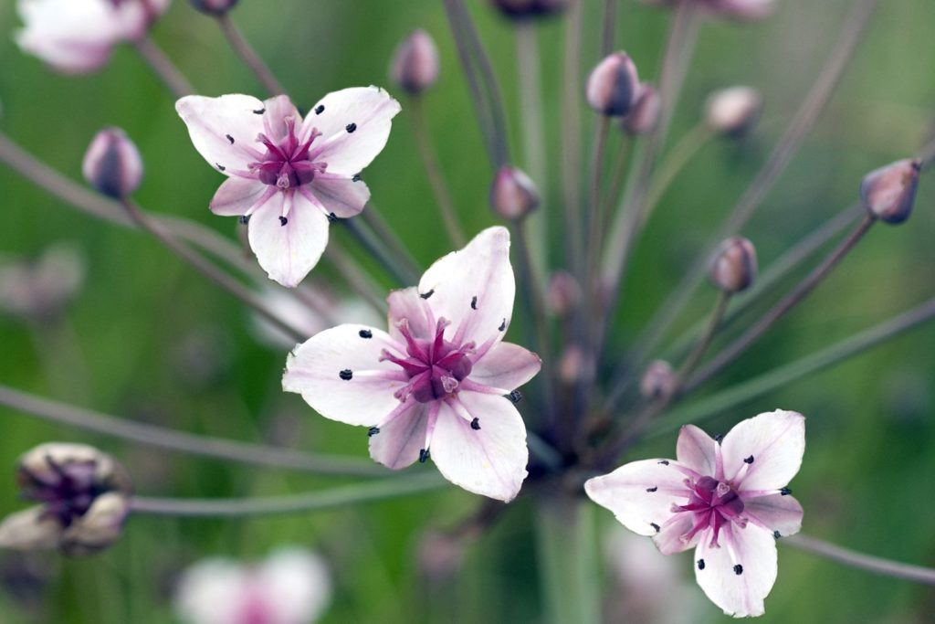 Zwanenbloem bloeit in witte en paarse bloemen