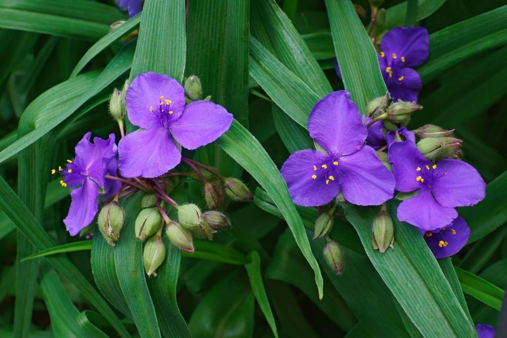 Driemaster bloem met paarse bloesems