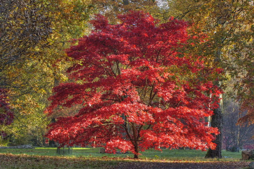 Japanse esdoorn in de herfst met rode bladeren