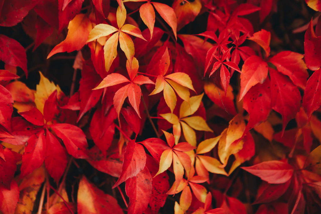 Wilde wingerd in de herfst met rode bladeren