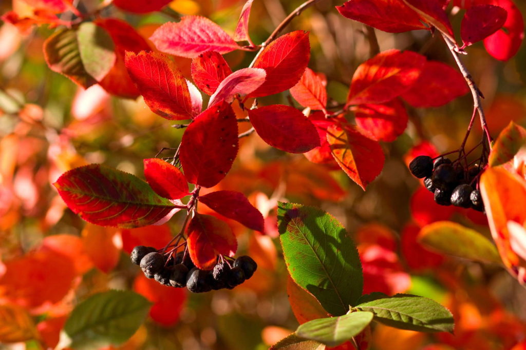 Chokeberry met rode bladeren en zwarte bessen