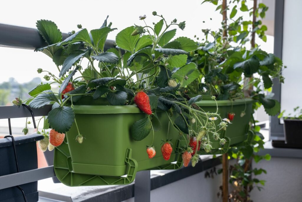 Aardbeien in een pot
