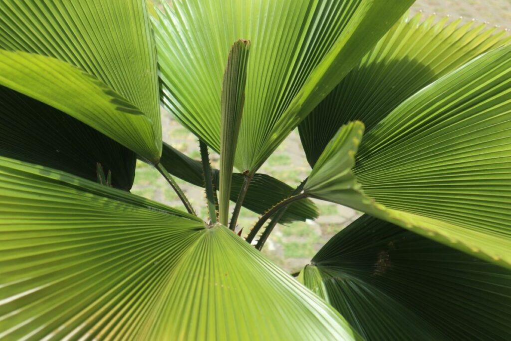 Palmtop van de Licuala