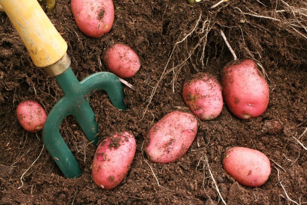 Roodschillig aardappelras 