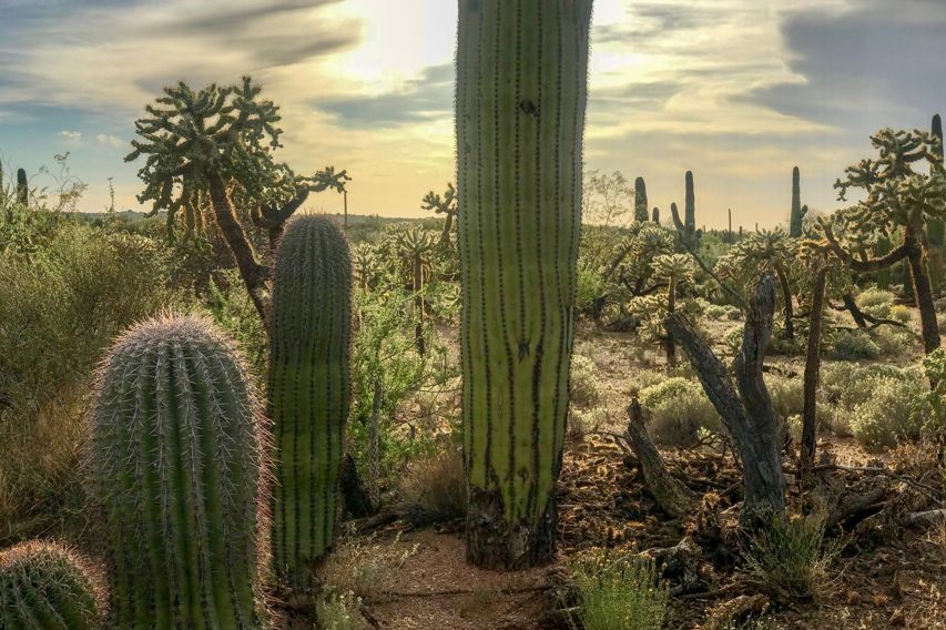 Cactusdiversiteit in de woestijn
