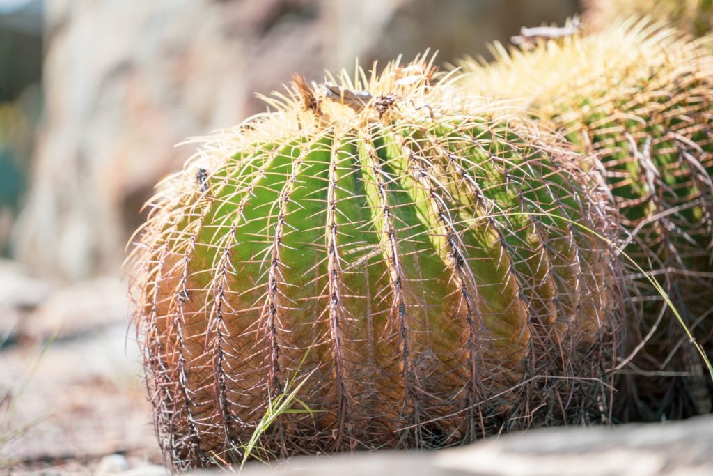 Cactus wordt geel van onderen
