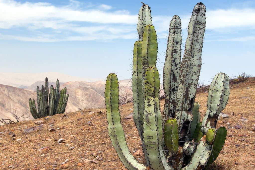Cactussen in woestijnrijk gebied van herkomst