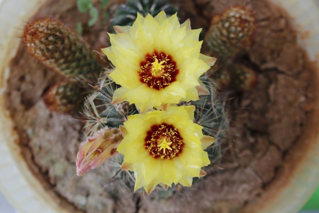 Bloeiende cactus in een pot
