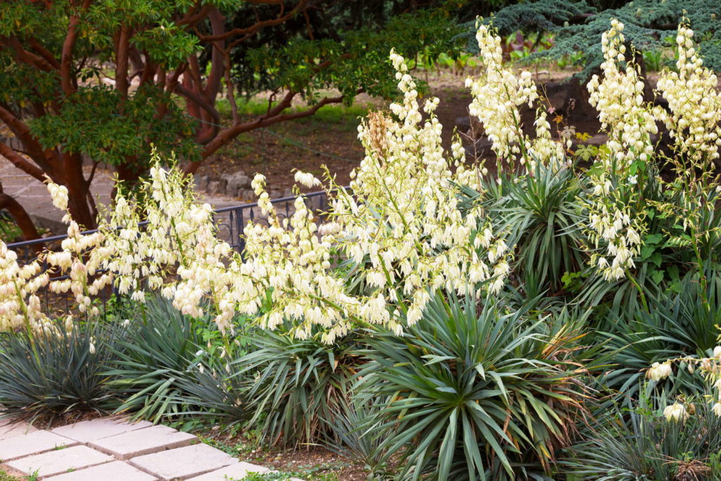 Tuin yucca met witte bloemen