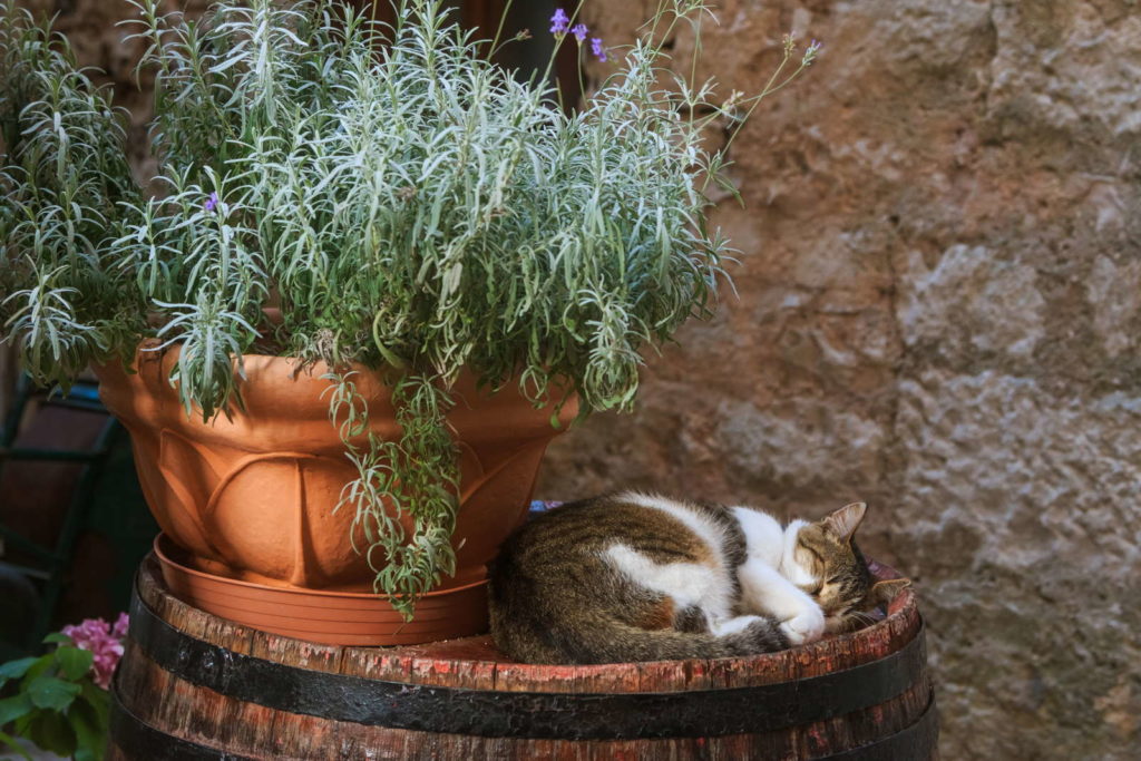 Kat slaapt naast lavendel in een pot