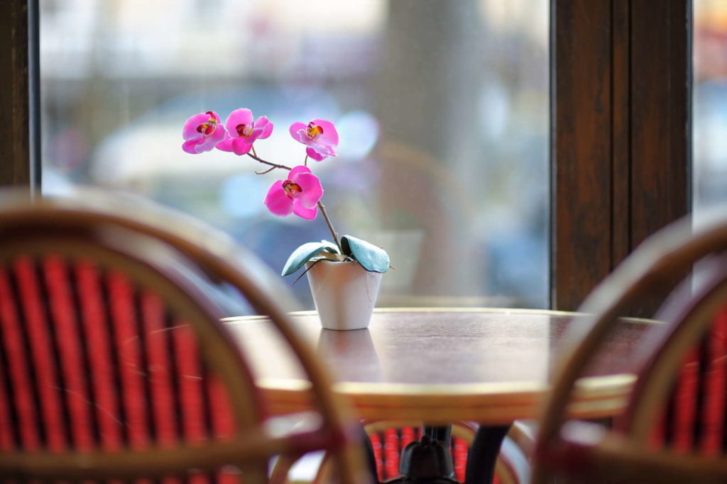 Roze phalaenopsis voor het raam