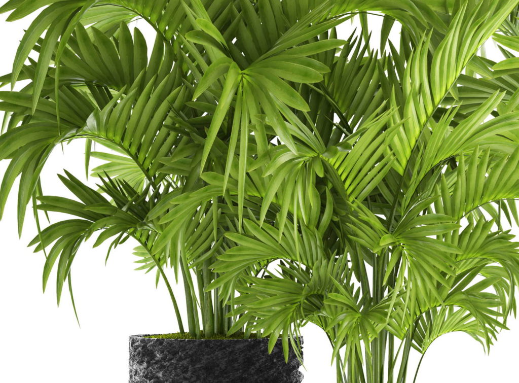Kentia palm in een zwarte pot