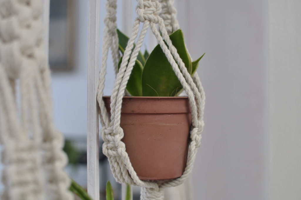 Hangende vetplant in een pot met macramé