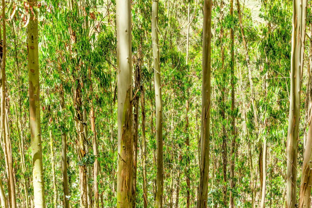 Eucalyptus bosboom