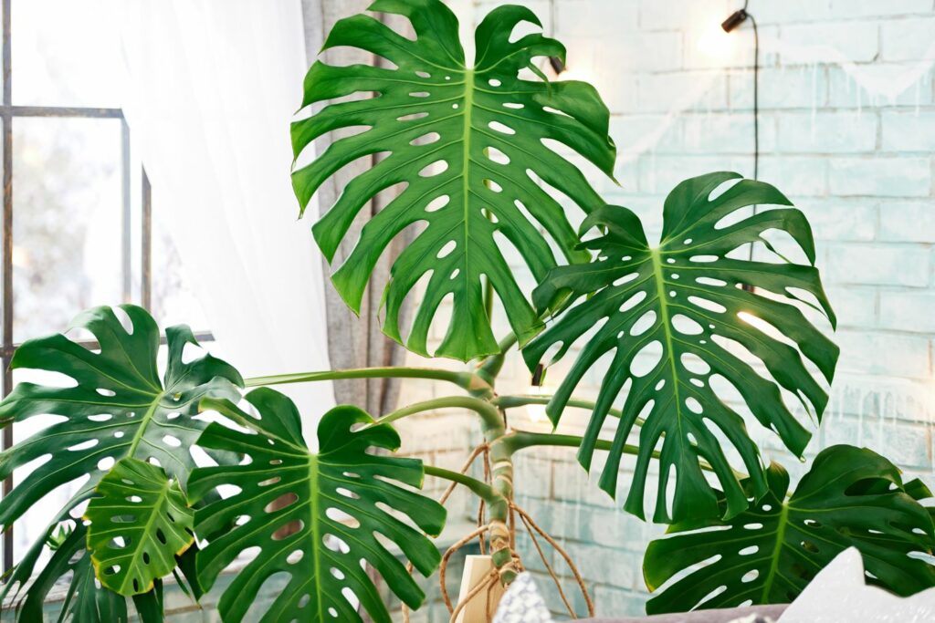 Philodendron als kamerplant