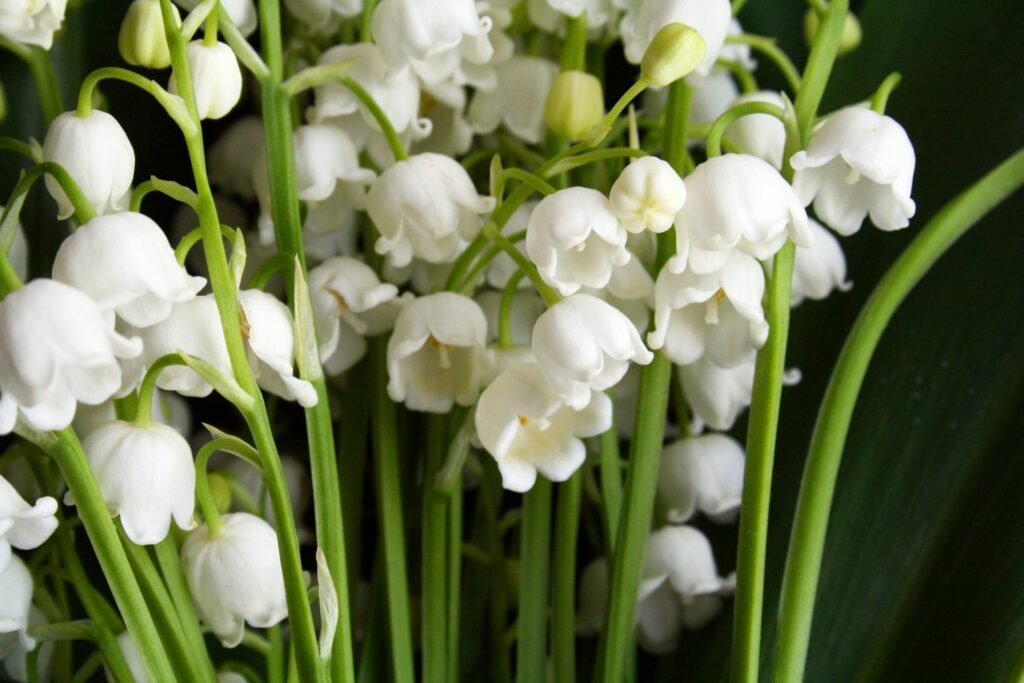 Lelietje-van-dalen met witte bloemen