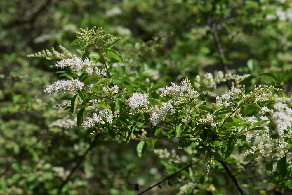 Witte ligusterbloemen in de tuin
