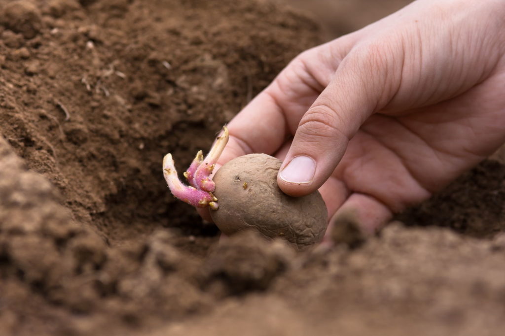 Een kiemende aardappel wordt in de grond geplant
