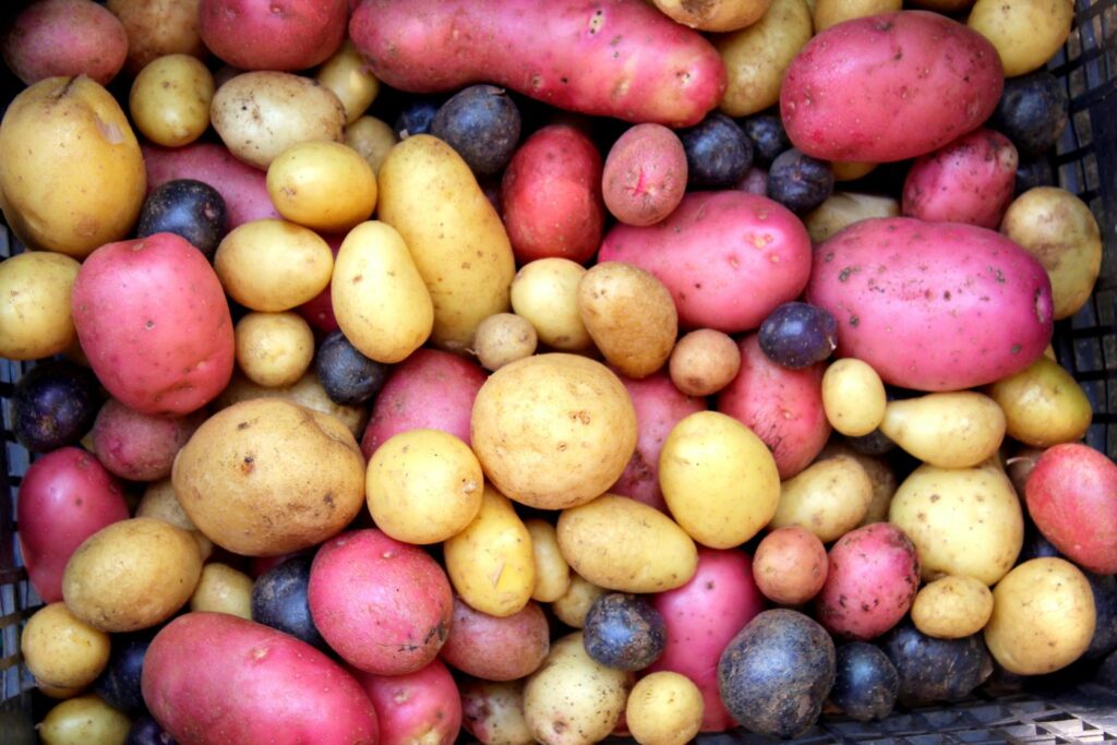Gevarieerde aardappelrassen
