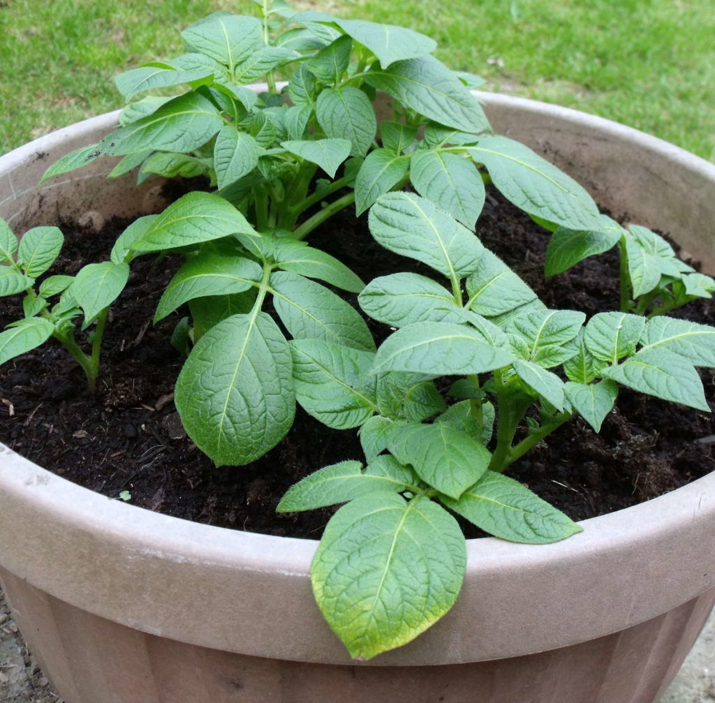 Aardappelen kweken in een pot Aardappelplant Balkon