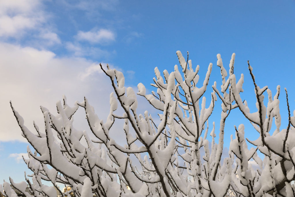 Vijgenboom in de sneeuw