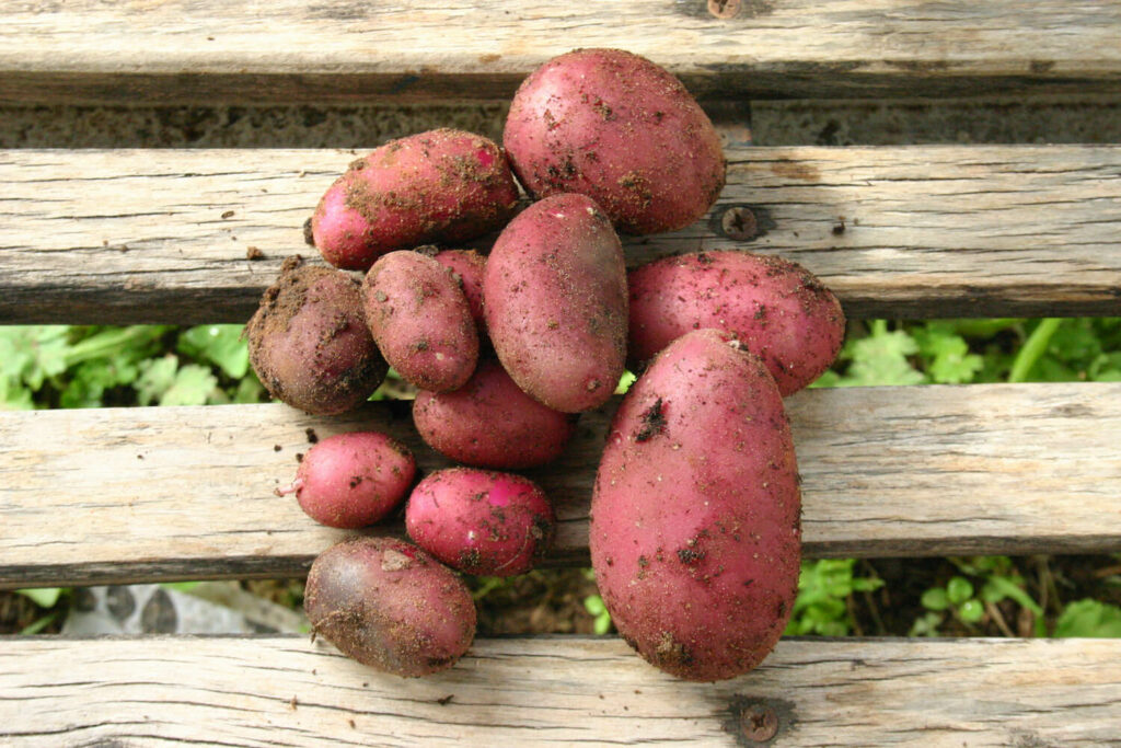 Vroege aardappel Rode Emmalie