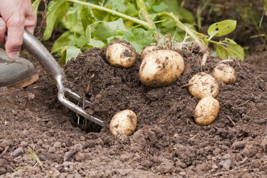 Zorgvuldig rooien van aardappelen tijdens de oogst