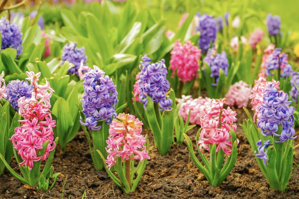 Roze en paarse hyacinten