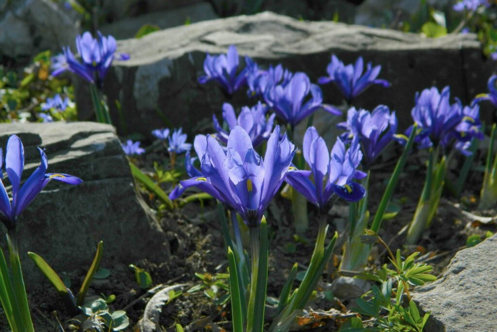 Iris met blauwe bloemen