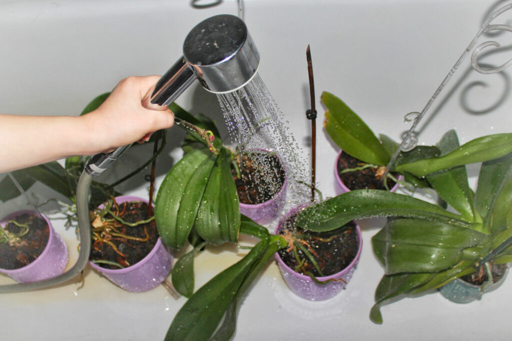 Kamerplanten water geven