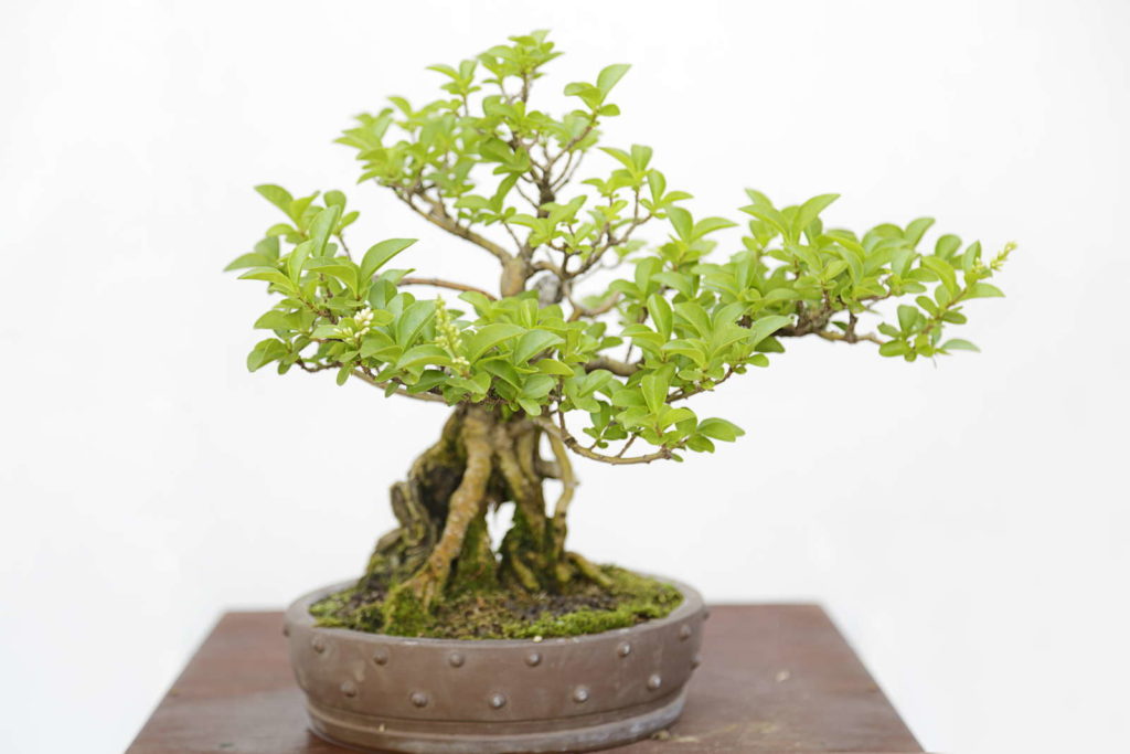 Liguster als bonsai in een pot